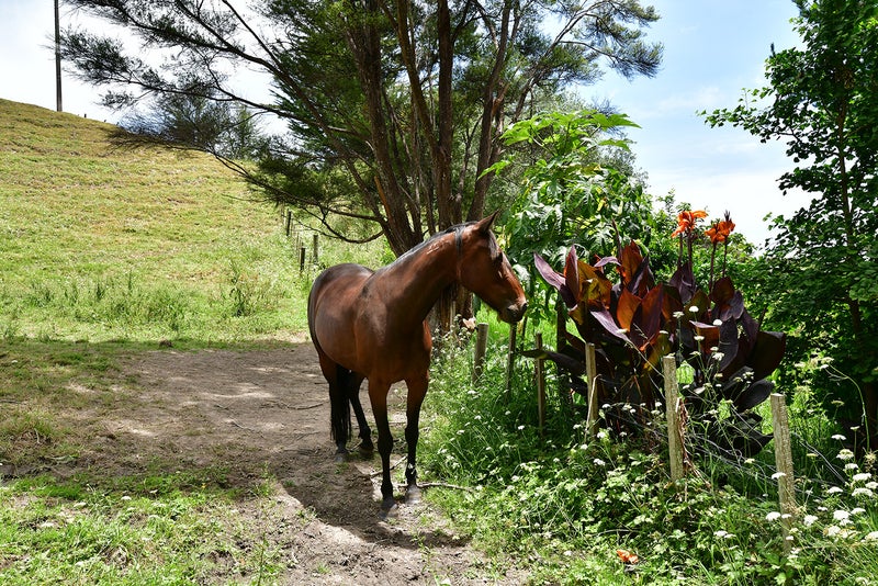 1811 Kaipara Coast Highway, Warkworth - Carousel 1