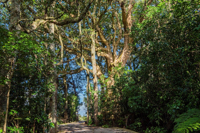 660 Ngunguru Road, Glenbervie, Whangārei - Carousel 1