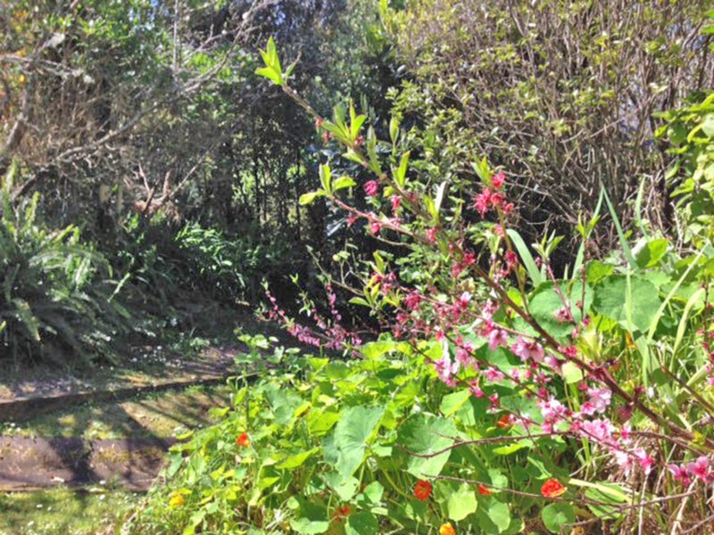17 Albert Crescent, Ostend, Waiheke Island - Carousel 2