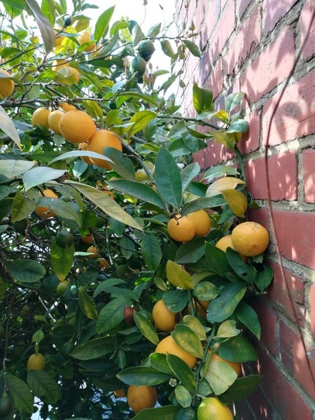 25 Malvern Street, Woodhaugh, Dunedin - Carousel 13