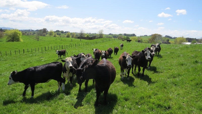 103 Jury Road, Hamilton - Carousel 40