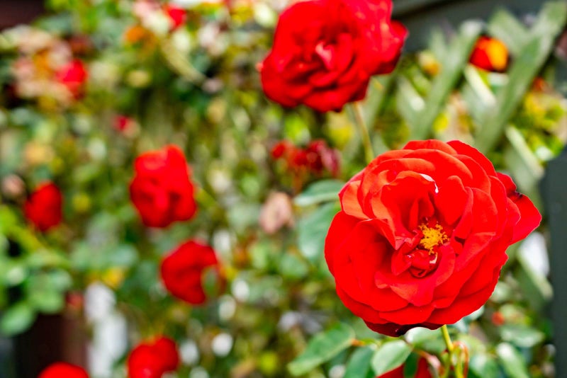 11 Kotare Crescent, Maunu, Whangarei - Carousel 22