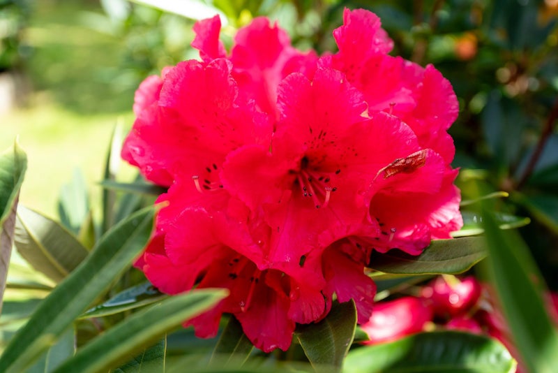 3A Waiohua Road, Greenlane, Auckland - Carousel 29