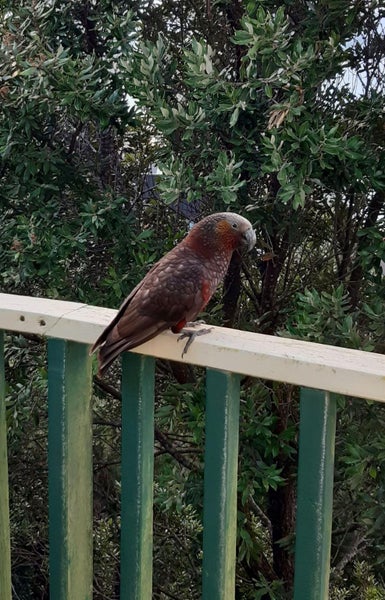 138 Nicholson Road, Khandallah, Wellington - Carousel 22