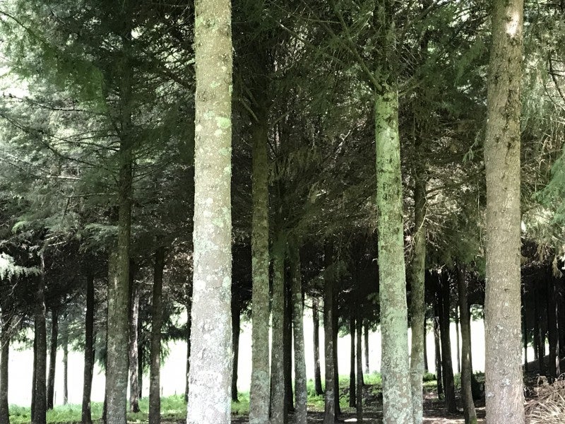 67 Tangye Road, Oruanui - Carousel 2