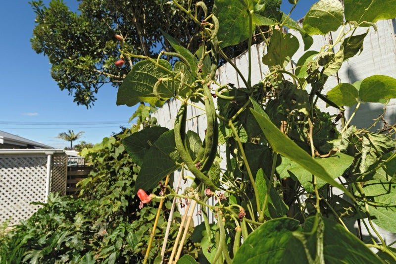 96D Twelfth Avenue, Tauranga South, Tauranga - Carousel 19