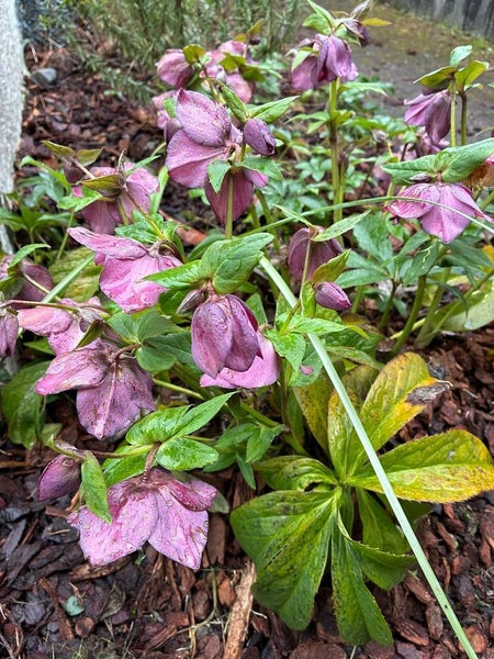 5 Salisbury Avenue, Terrace End, Palmerston North - Carousel 6