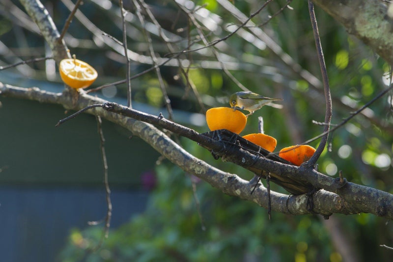 315 Whitaker Street, Whataupoko, Gisborne - Carousel 33