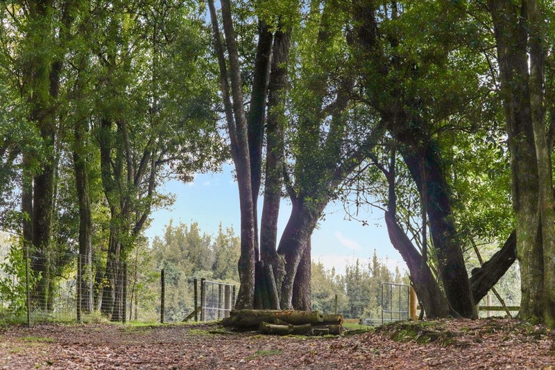 387 Tauranga Direct Road, Hamurana - Carousel 41