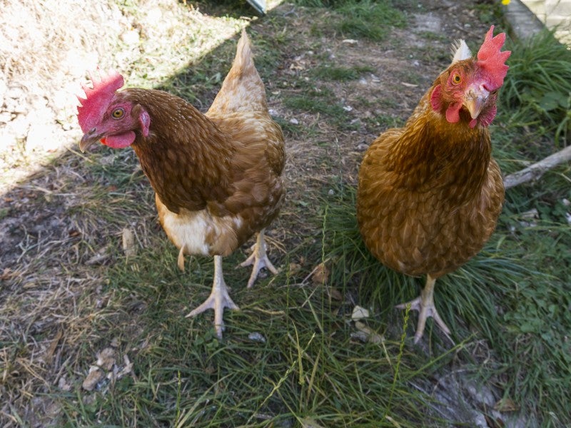 142 Helston Road, Paparangi, Wellington - Carousel 13