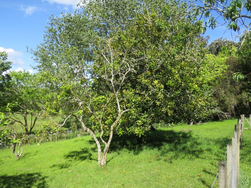 1232 Bull Road, Paparoa - Carousel 35