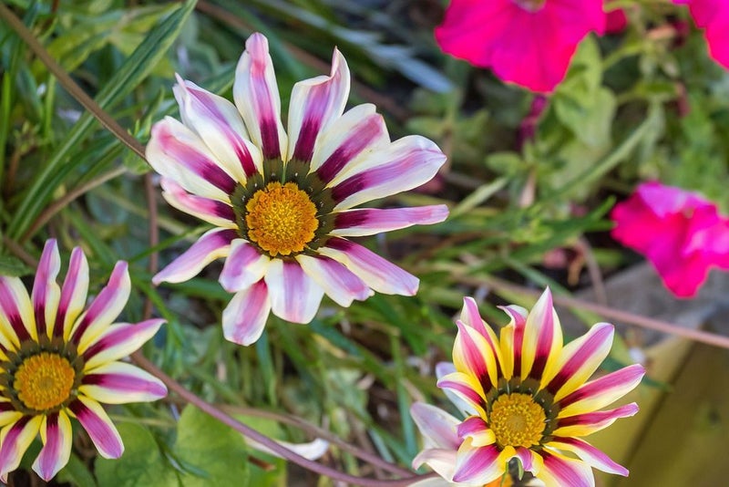 19B Bassett Street, Burwood, Christchurch - Carousel 15