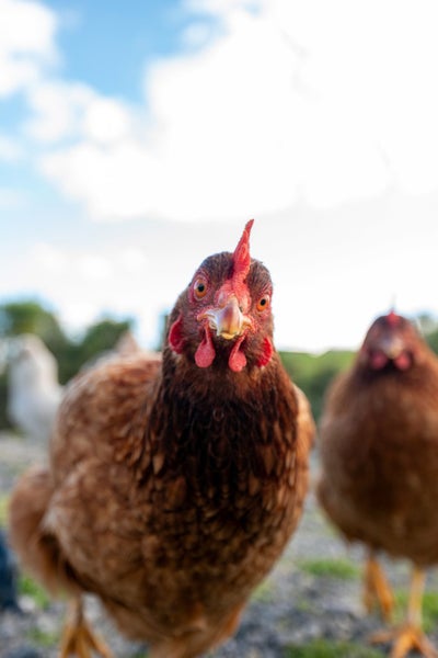 9 Todd Duncan Drive, Hamurana - Carousel 34