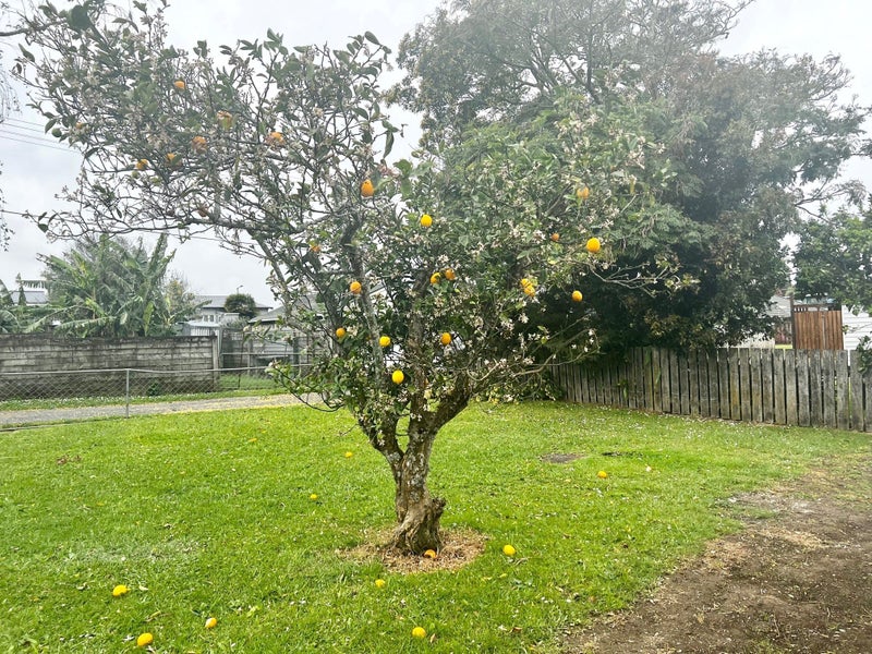 9 Cliff Lane, Waiuku - Carousel 13