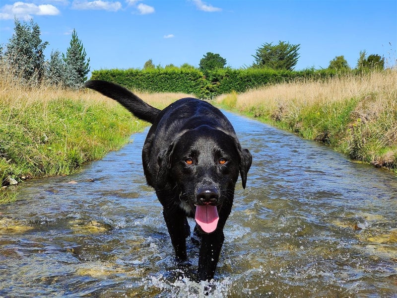 77 Tramway Road, Kirwee - Carousel 1