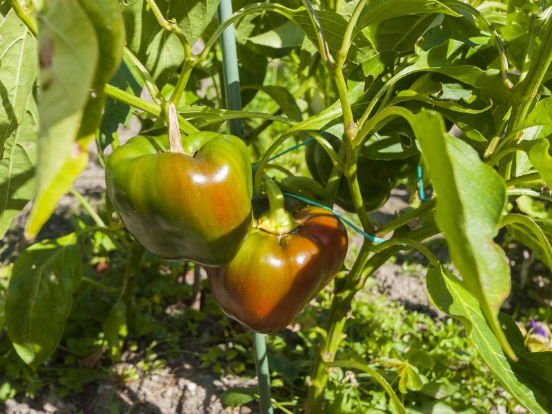 203 Cambridge Terrace, Naenae, Lower Hutt - Carousel 15