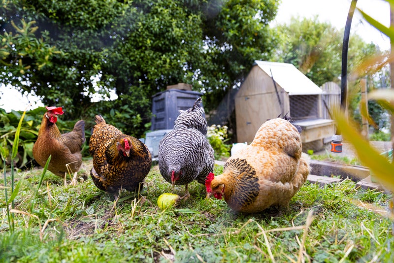 15 Fox Street, Port Chalmers, Dunedin - Carousel 31