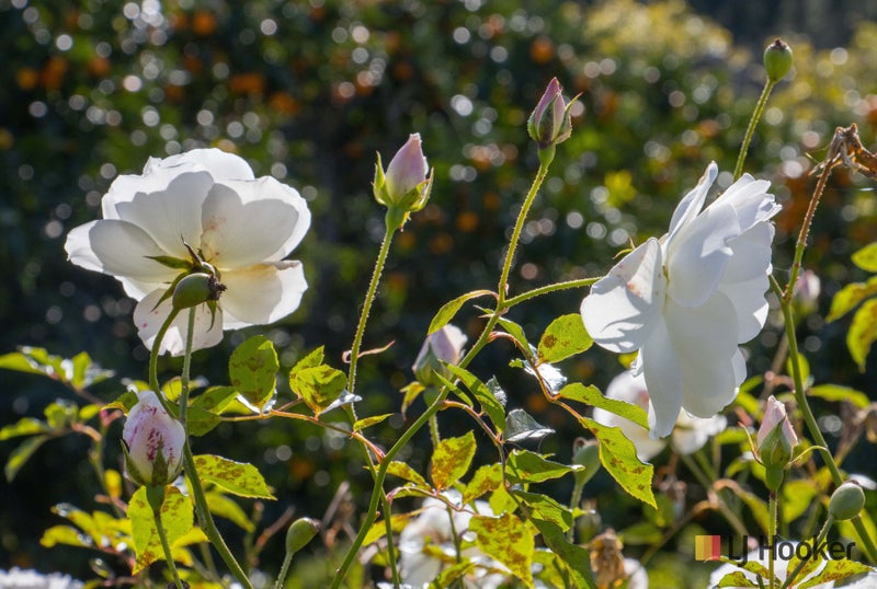 284 Old Highway, Whakamārama - Carousel 35