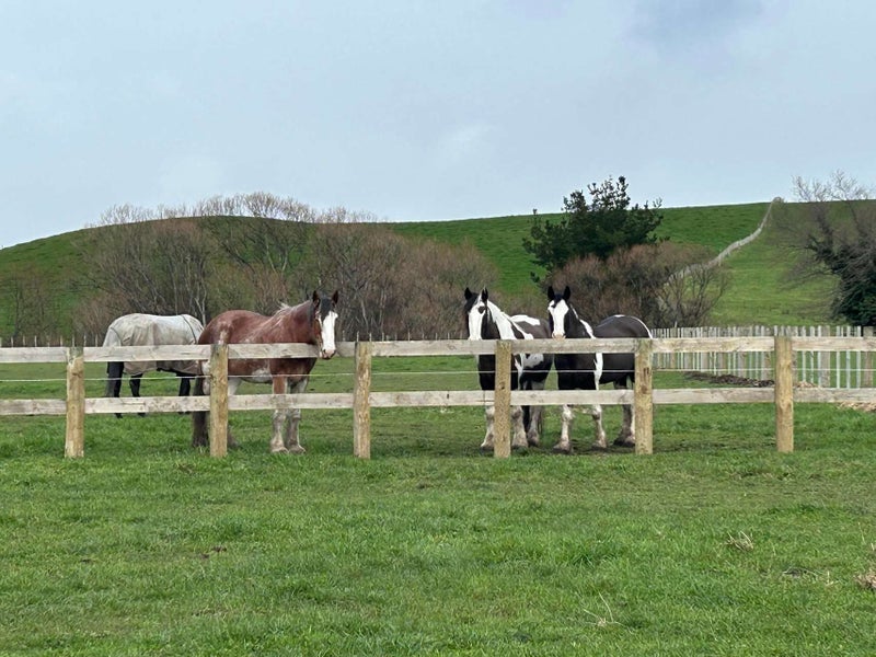 19 Black Road, Ashley Clinton, Takapau - Carousel 1