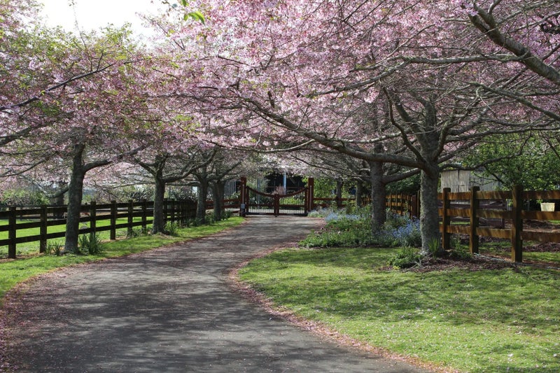 713 Harrisville Road, Pukekohe East - Carousel 19