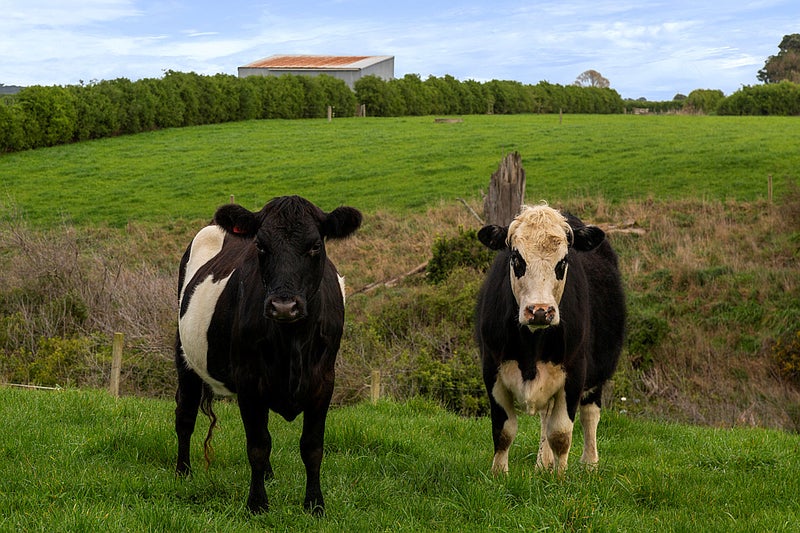 405 Normanby Road, Hawera - Carousel 19