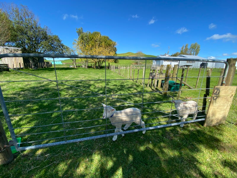 6 Toko Road, Toko, Stratford - Carousel 23