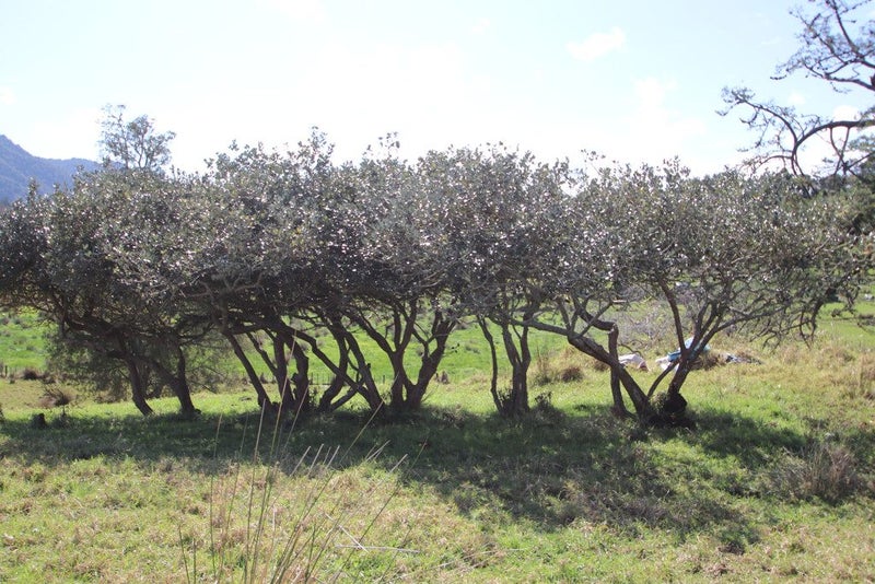 74B Diggers Valley Road, Herekino, Kaitaia - Carousel 4