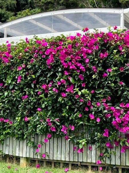 19 Banks Boulevard, Whitby, Porirua - Carousel 20