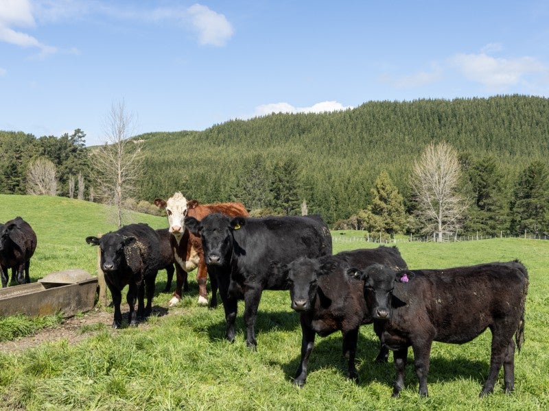 2 Palmer Road, Napier - Carousel 20
