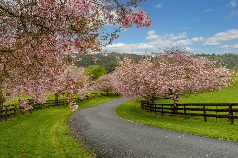 698D Whakamarama Road, Tauranga - Carousel 2