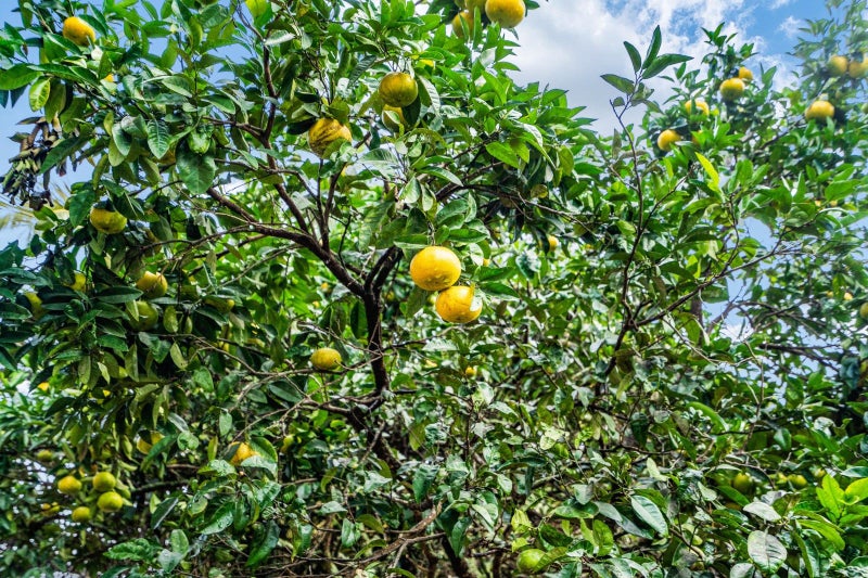 38 Murdoch Crescent, Raumanga, Whangarei - Carousel 18