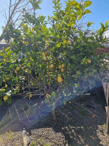 56 MARY CRES, CENTRAL, UPPER HUTT - Carousel 22