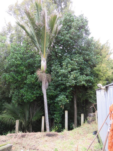 50A Woodleigh Street, Frankleigh Park, New Plymouth - Carousel 6