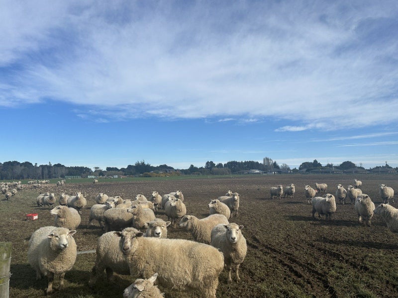 315 Mcquarrie Street, TISBURY, INVERCARGILL - Carousel 2