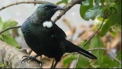 269 Roberts Road, Maungatautari - Carousel 21