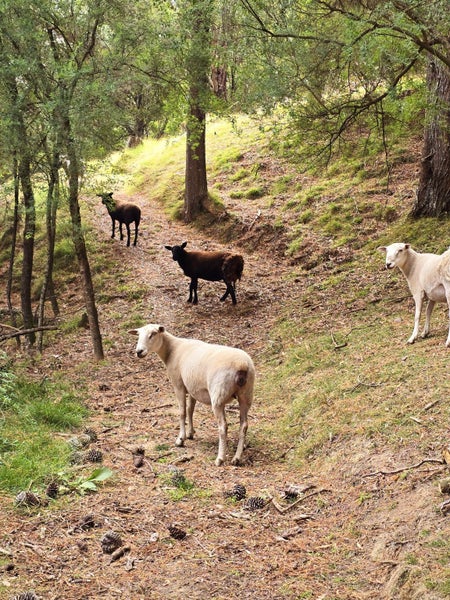 313 Hill Road, Eskdale, Napier - Carousel 29