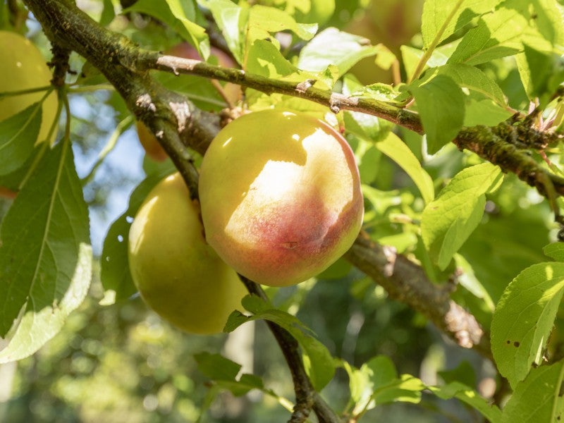 64 Grammer Road, Katikati - Carousel 26