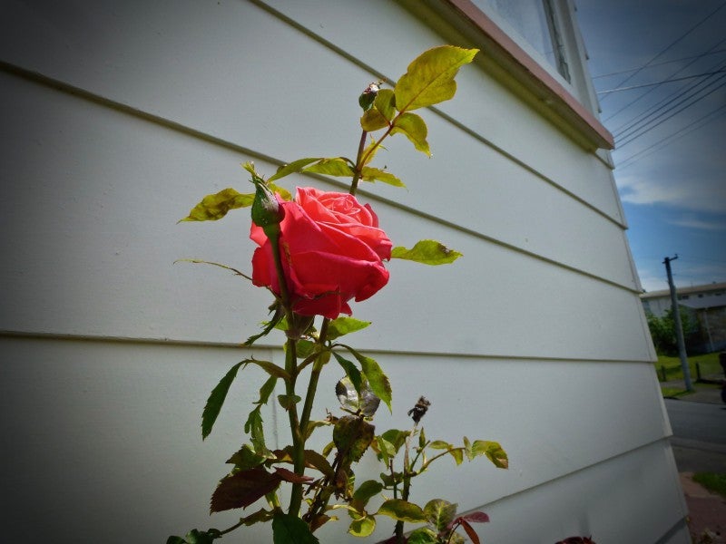 150 Sievers Grove, Cannons Creek, Porirua - Carousel 1