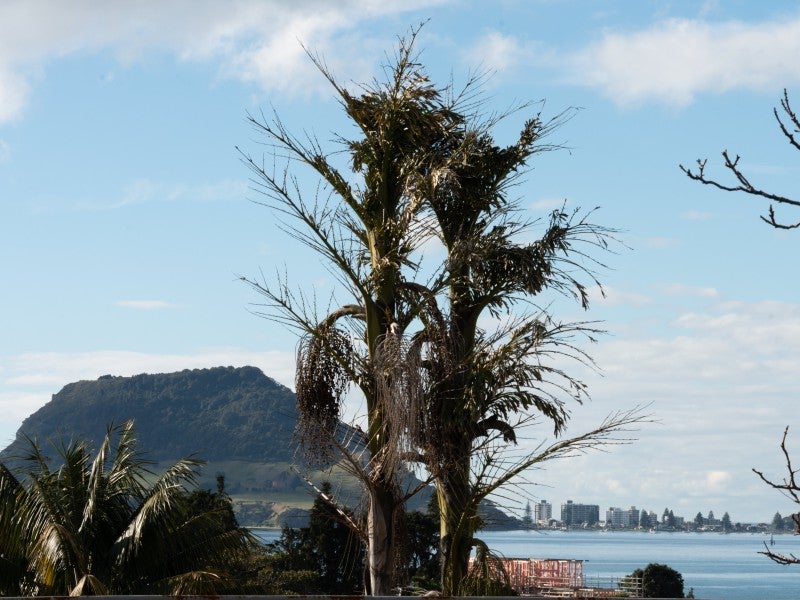 499A Otumoetai Road, Otumoetai, Tauranga - Carousel 20