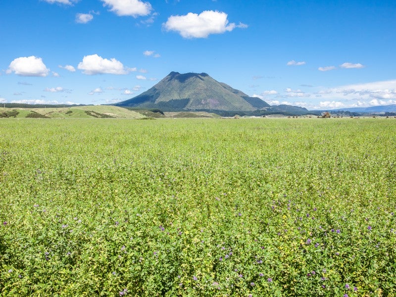 132 Park Road, Putauaki - Carousel 26