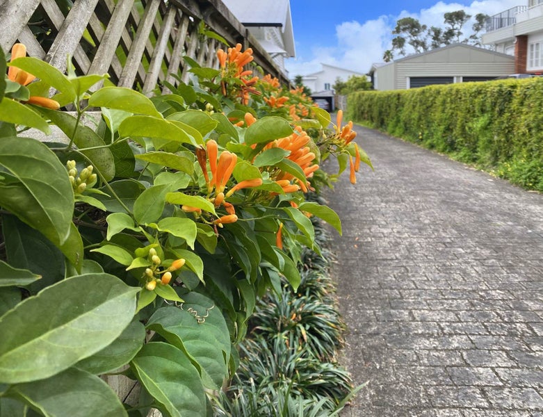 81B Western Springs Road, Morningside, Auckland - Carousel 2