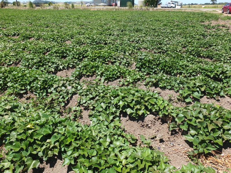 57 Heawa Road, ARATAPU, DARGAVILLE - Carousel 2