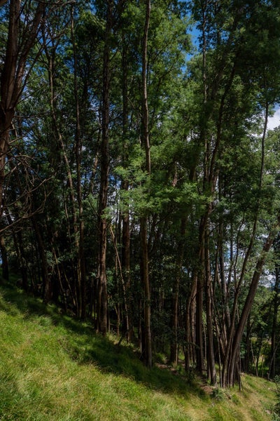 0 Kahu Street, Te Kawa, Te Awamutu - Carousel 13