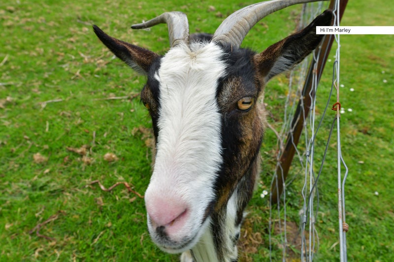 24 Puhoi Close, Puhoi, Warkworth - Carousel 20