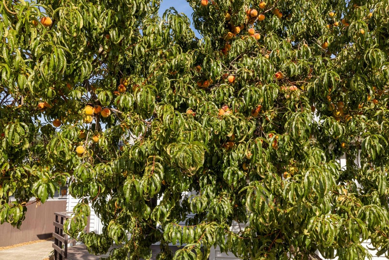 109 Pages Road, Wainoni, Christchurch - Carousel 15