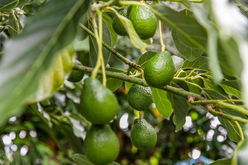 24 Aberfeldy Avenue, Highland Park, Auckland - Carousel 20