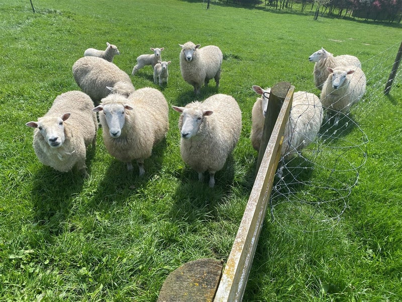 45 Appleton Lane, Eureka - Carousel 26