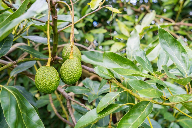 0 Tatton Road, Maungatapere, Whangarei - Carousel 2