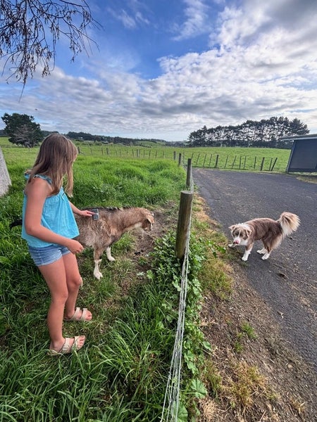 135A Reid Road, Waiuku - Carousel 19