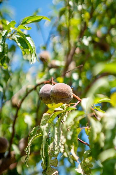 15 van Dieman Close, Templeton, Christchurch - Carousel 34